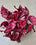 Begonia 'Redbull'