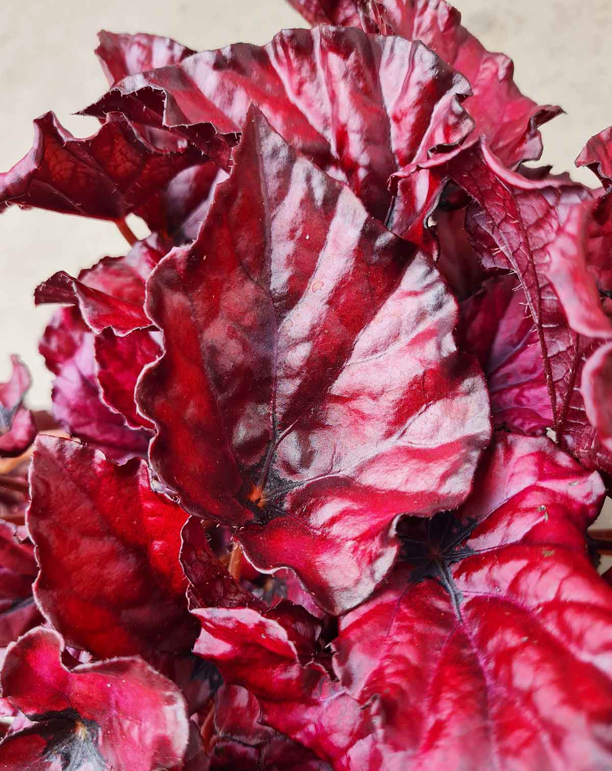 Begonia 'Redbull' (7363520168089)