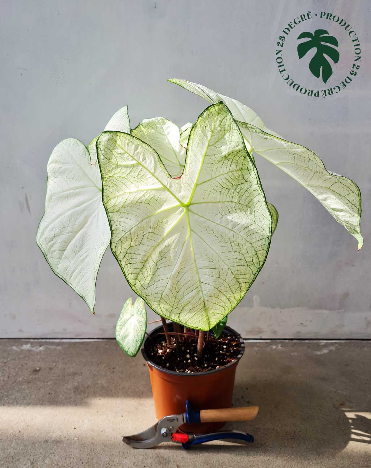 Caladium 'Florida 'Moonlight' (7434952147097)