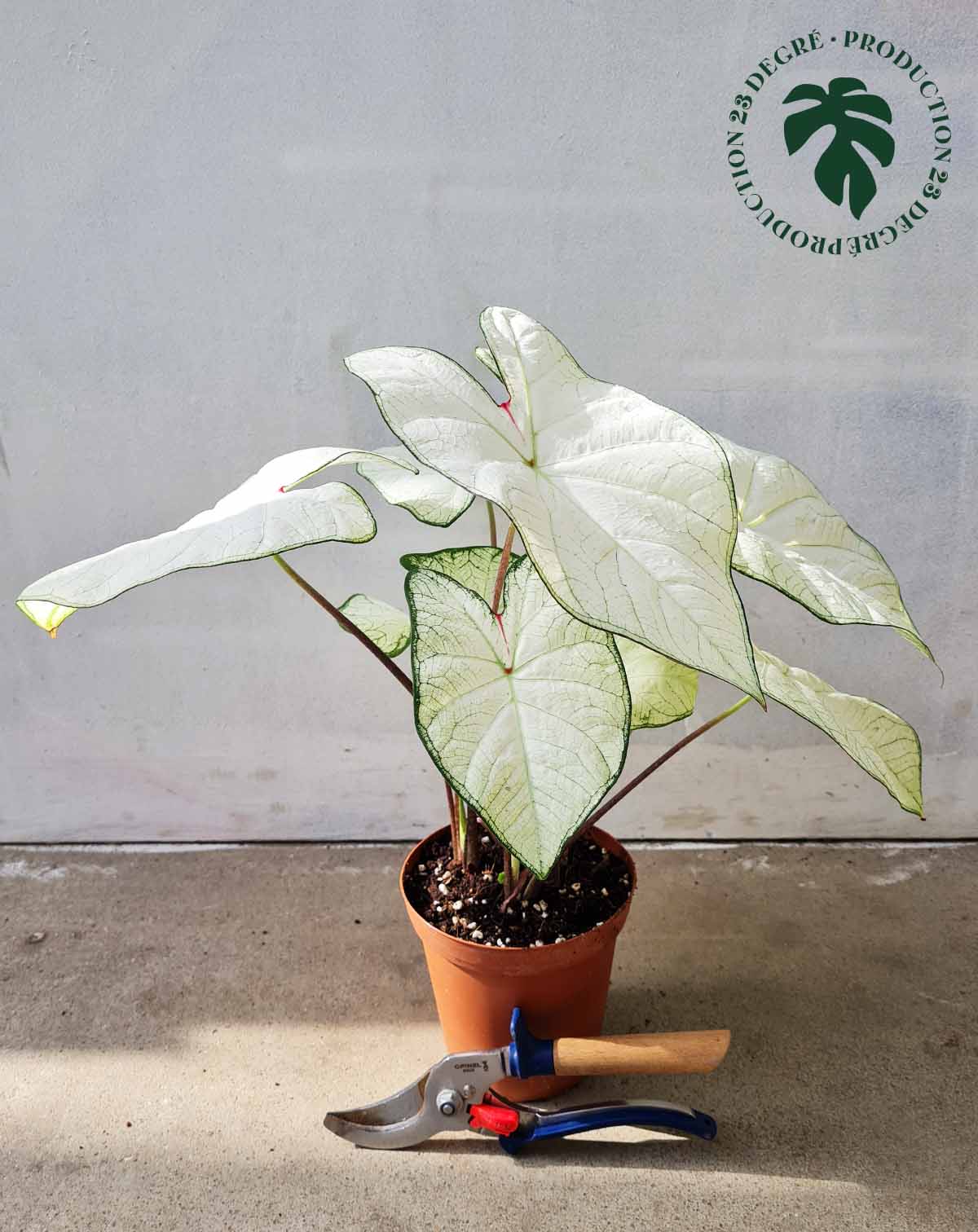Caladium 'Florida 'Moonlight' (7434952147097)