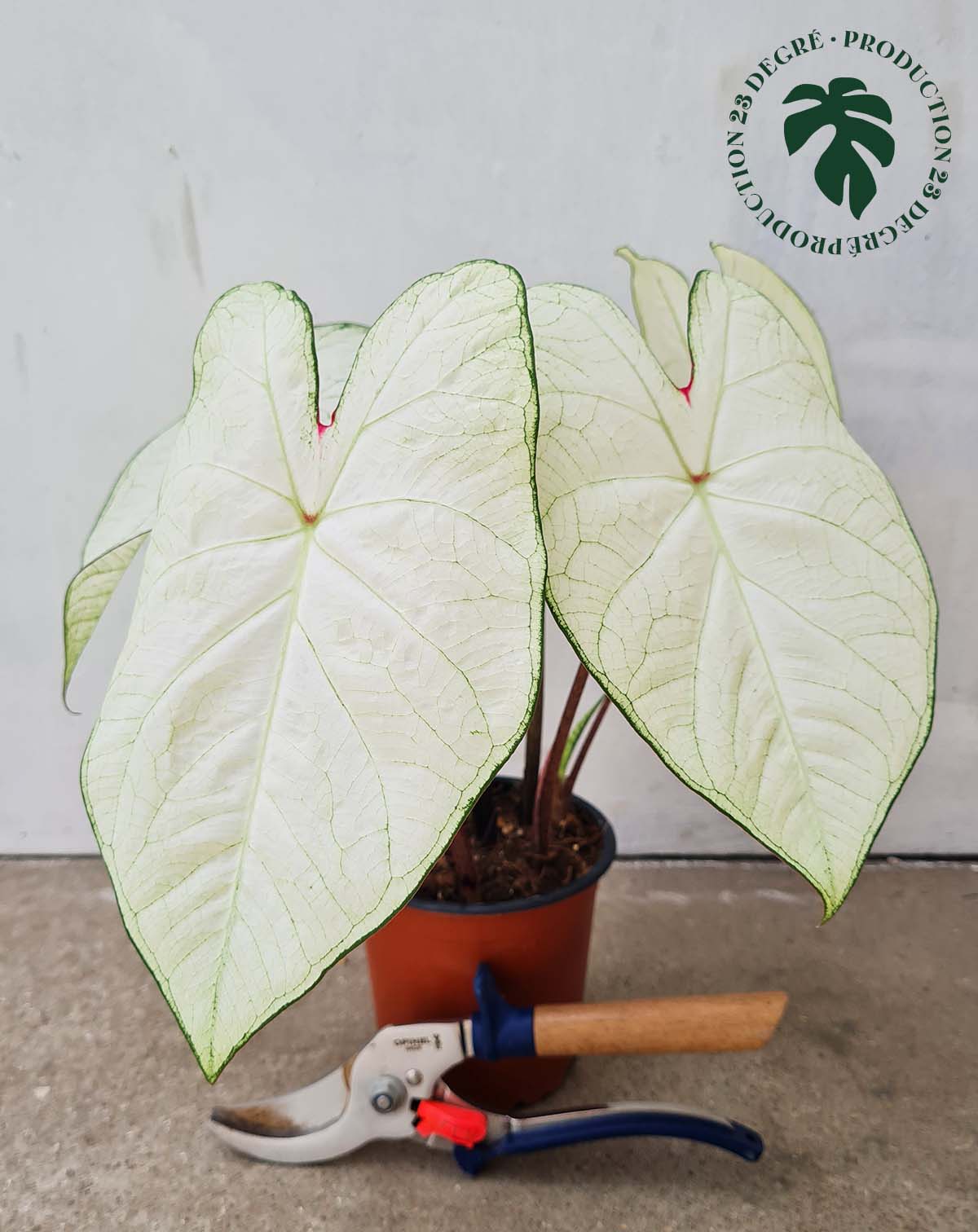 Caladium 'Florida 'Moonlight' (7434952147097)