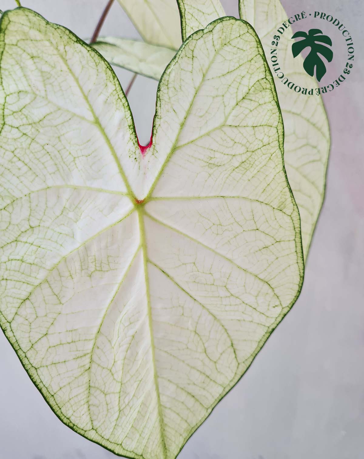 Caladium 'Florida 'Moonlight' (7434952147097)