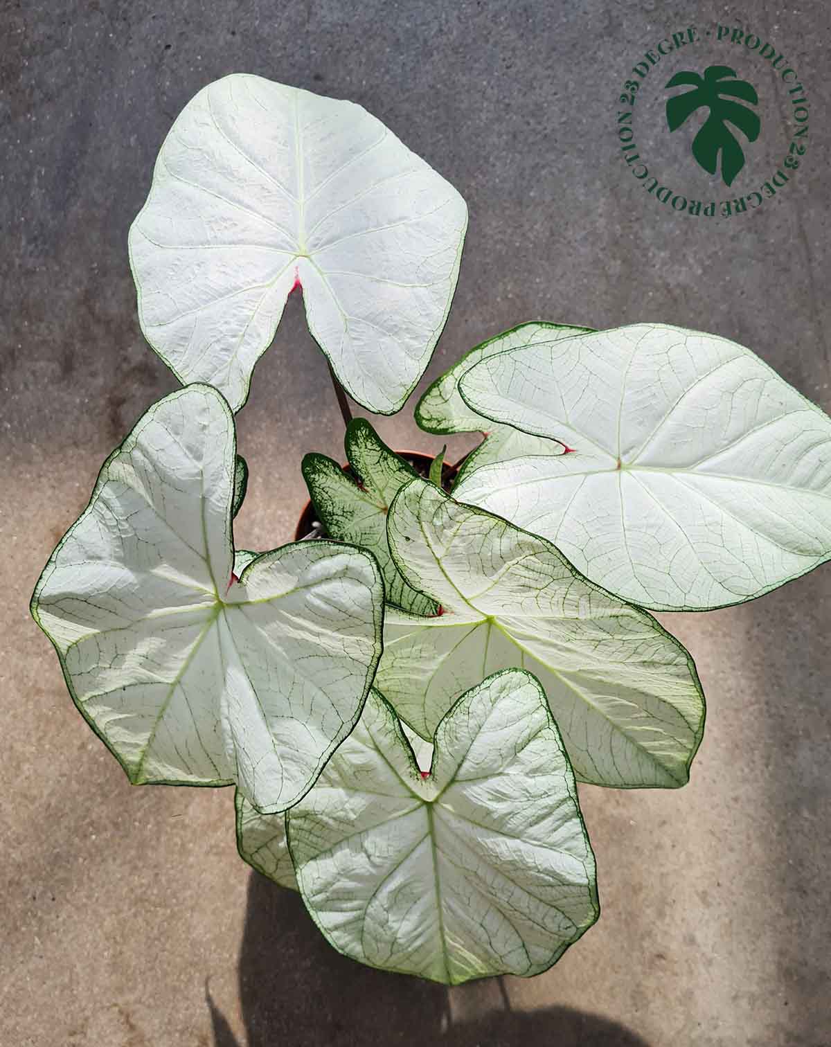 Caladium 'Florida 'Moonlight' (7434952147097)