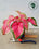 Caladium 'Florida Sweetheart'