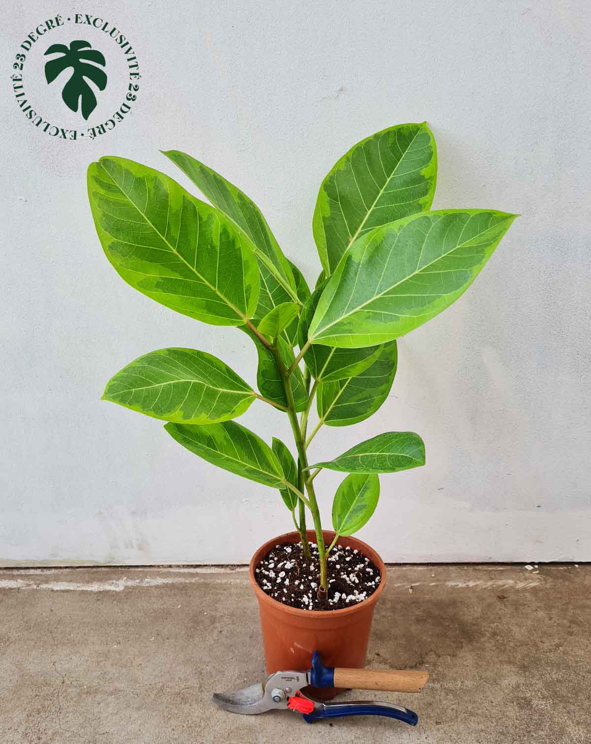 Ficus altissima variegata (7381425914009)