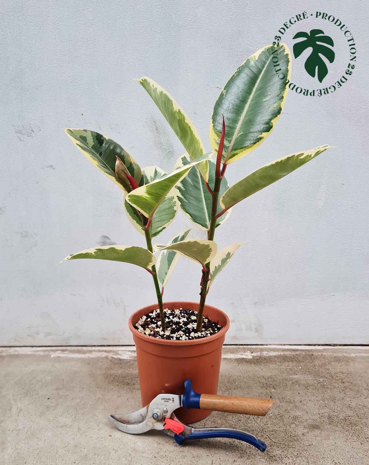 Ficus elastica 'Tineke' (7608431378585)