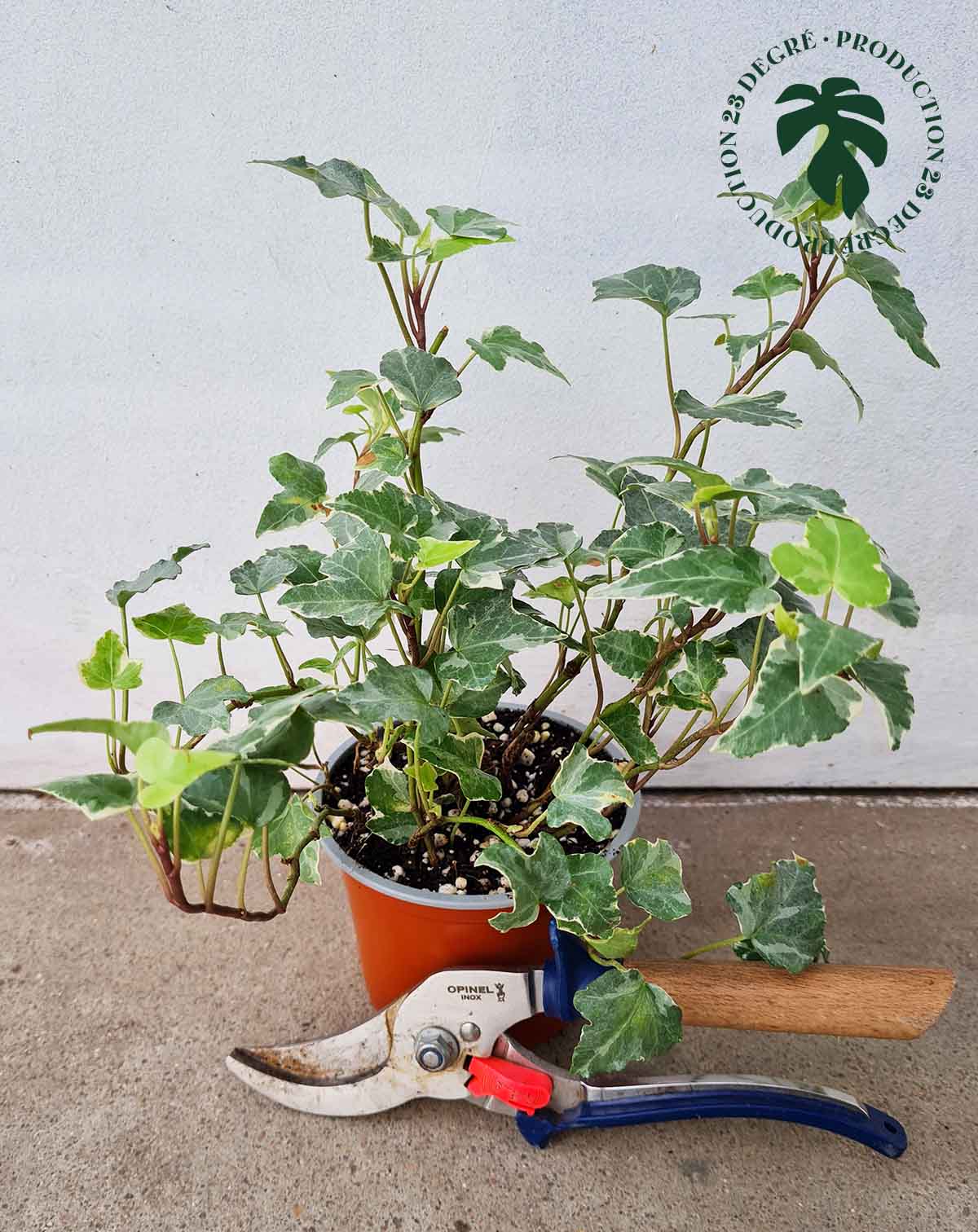 Plante dans le système d'hydroculture de Botanicly: Lierre avec peu  d'entretien – en pot d'hydroculture blanche – Hauteur: 5 cm – Hedera helix