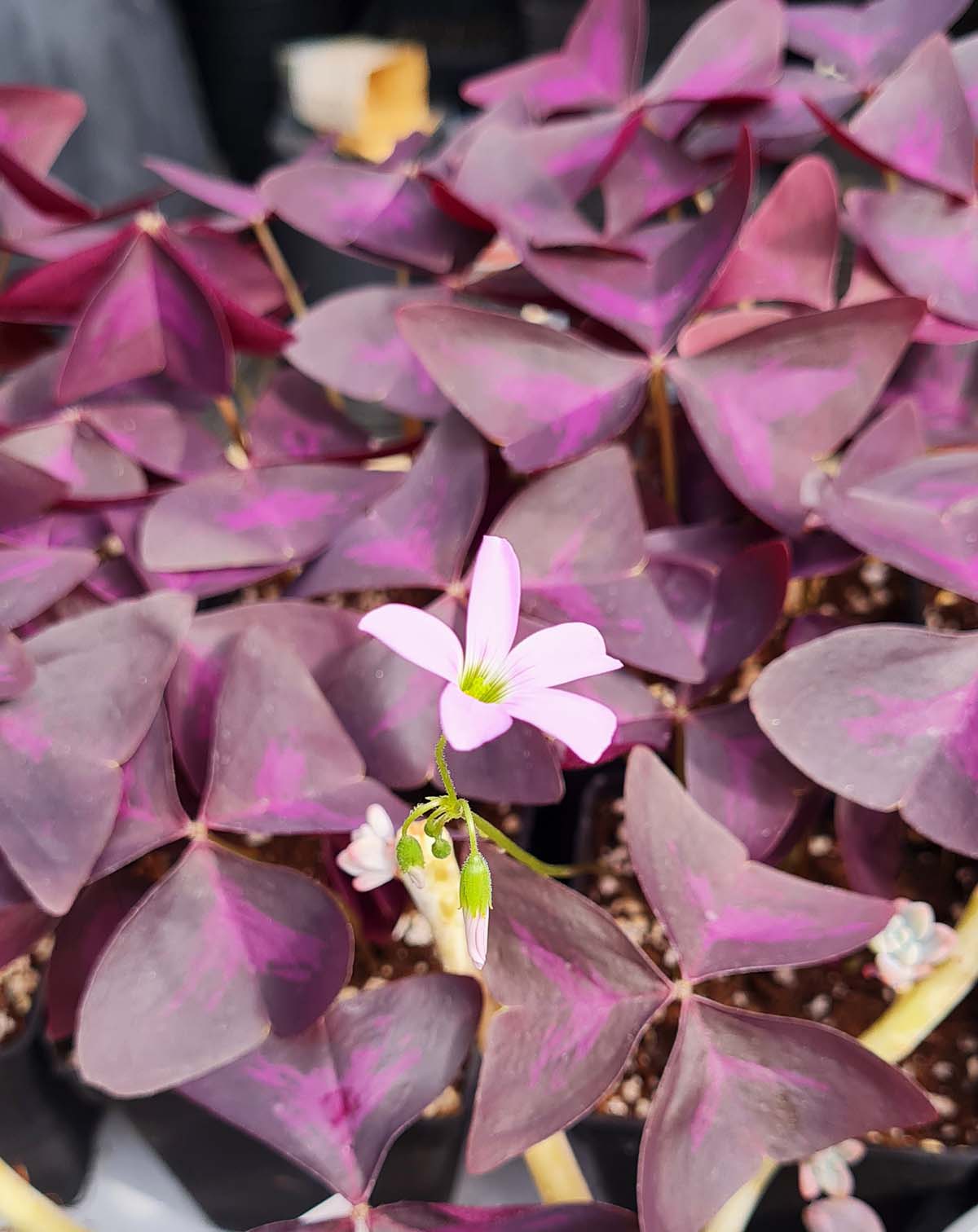 Oxalis triangularis pourpre - Kit de plantation