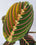 Maranta leuconeura ‘Tricolor’