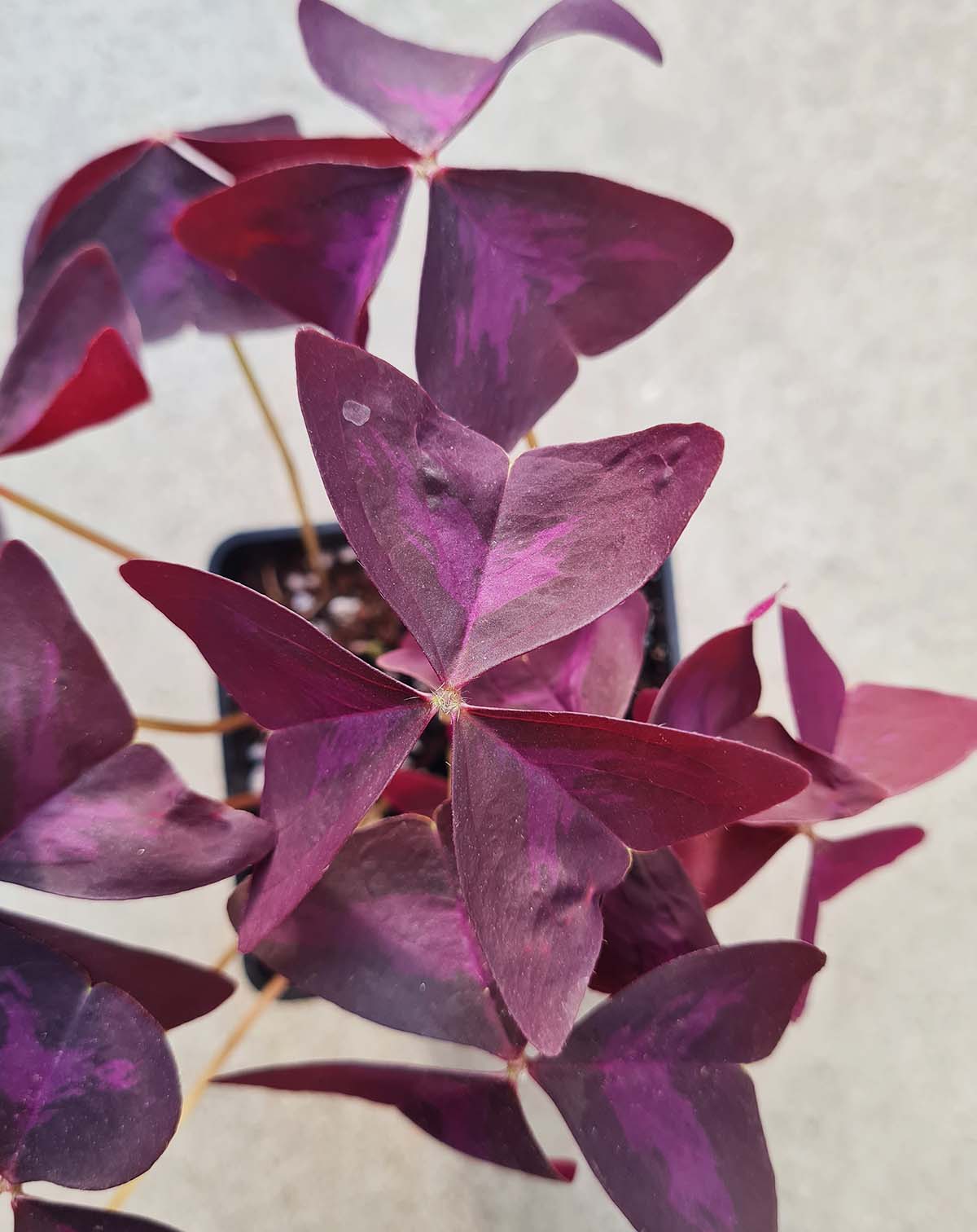 Oxalis triangularis (pourpre et verte)