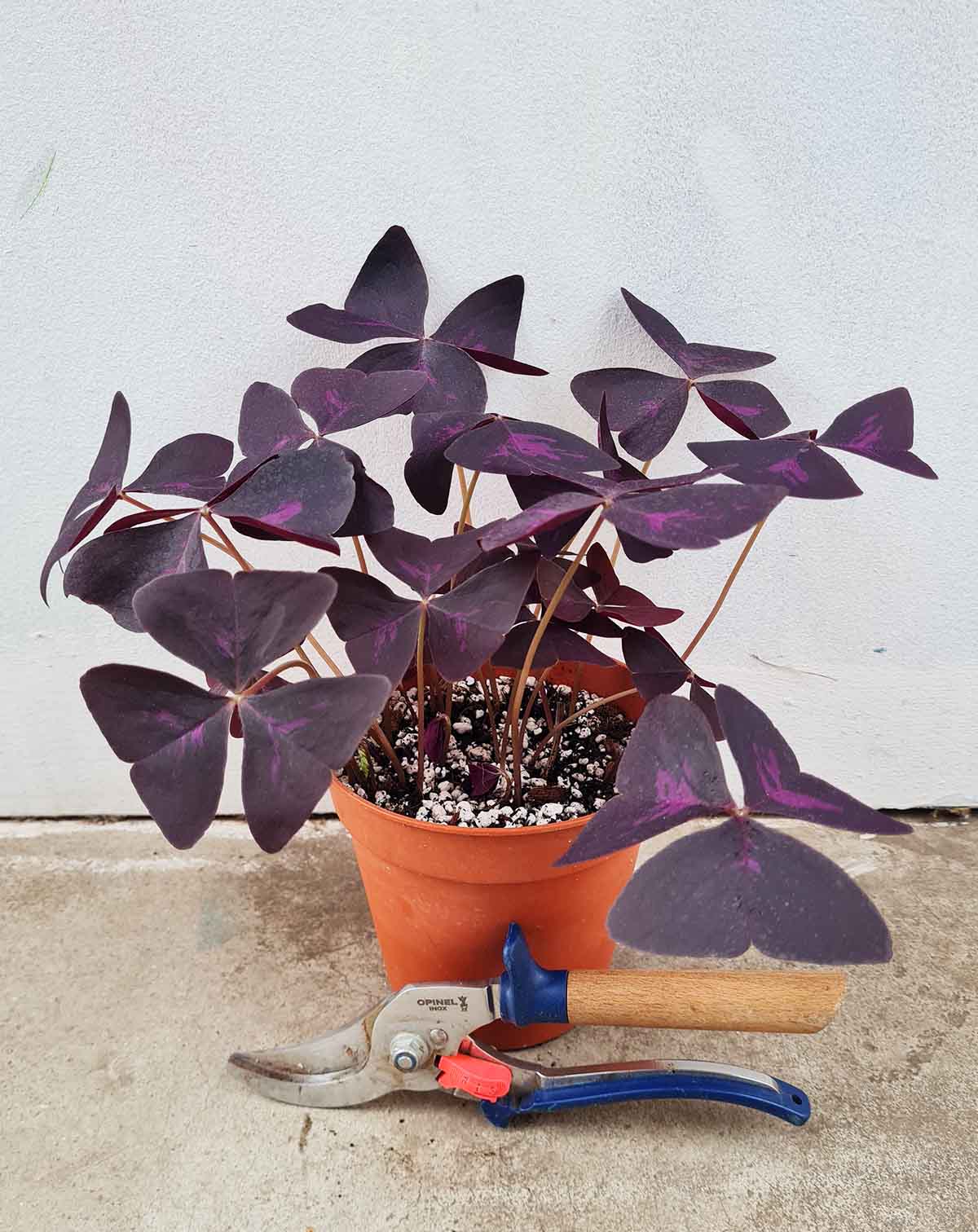 Oxalis triangularis (pourpre et verte)