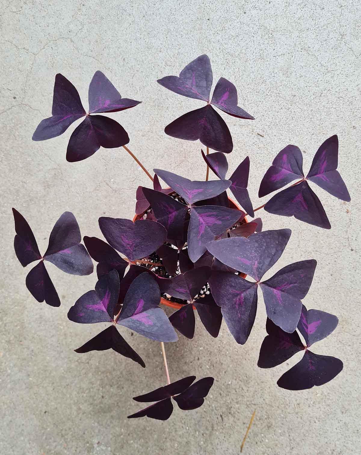 Oxalis triangularis ‘Purple Shamrock’