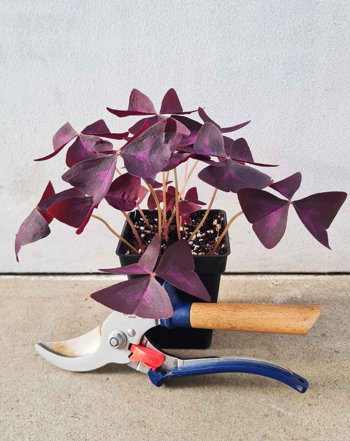 Oxalis triangularis (pourpre et verte)