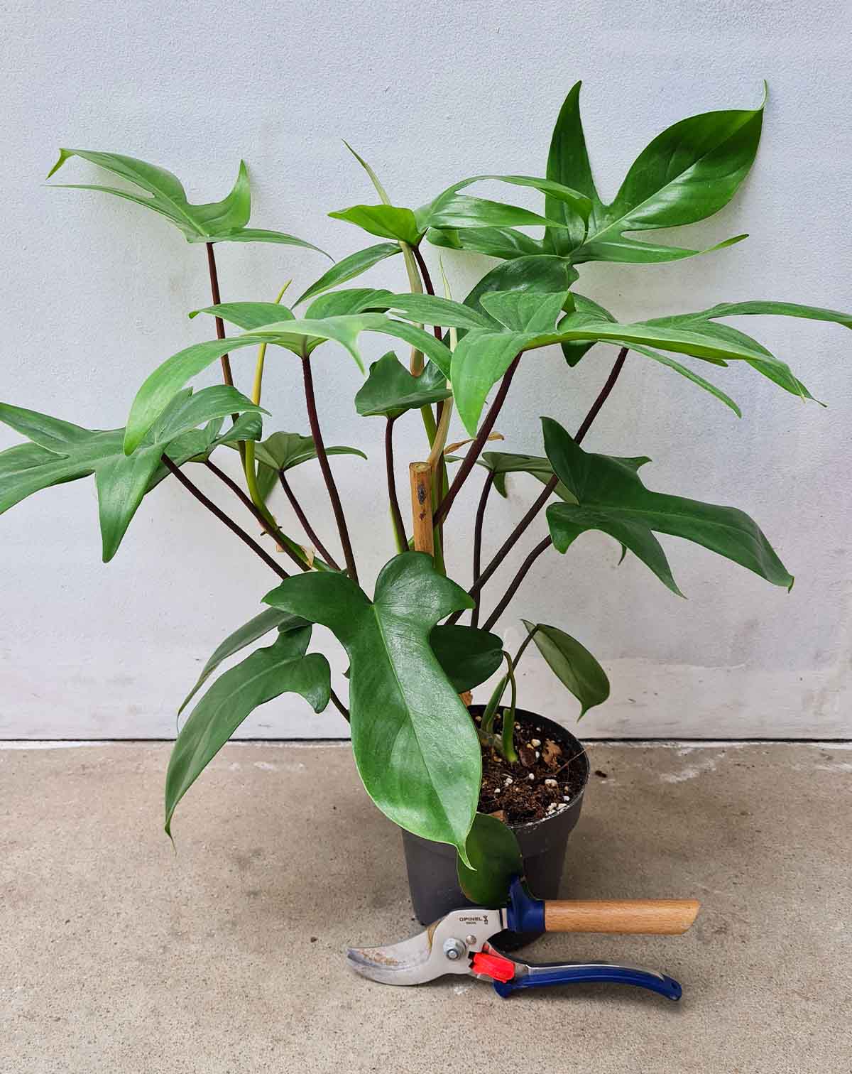 Philodendron 'Florida Green' (7495804879001)