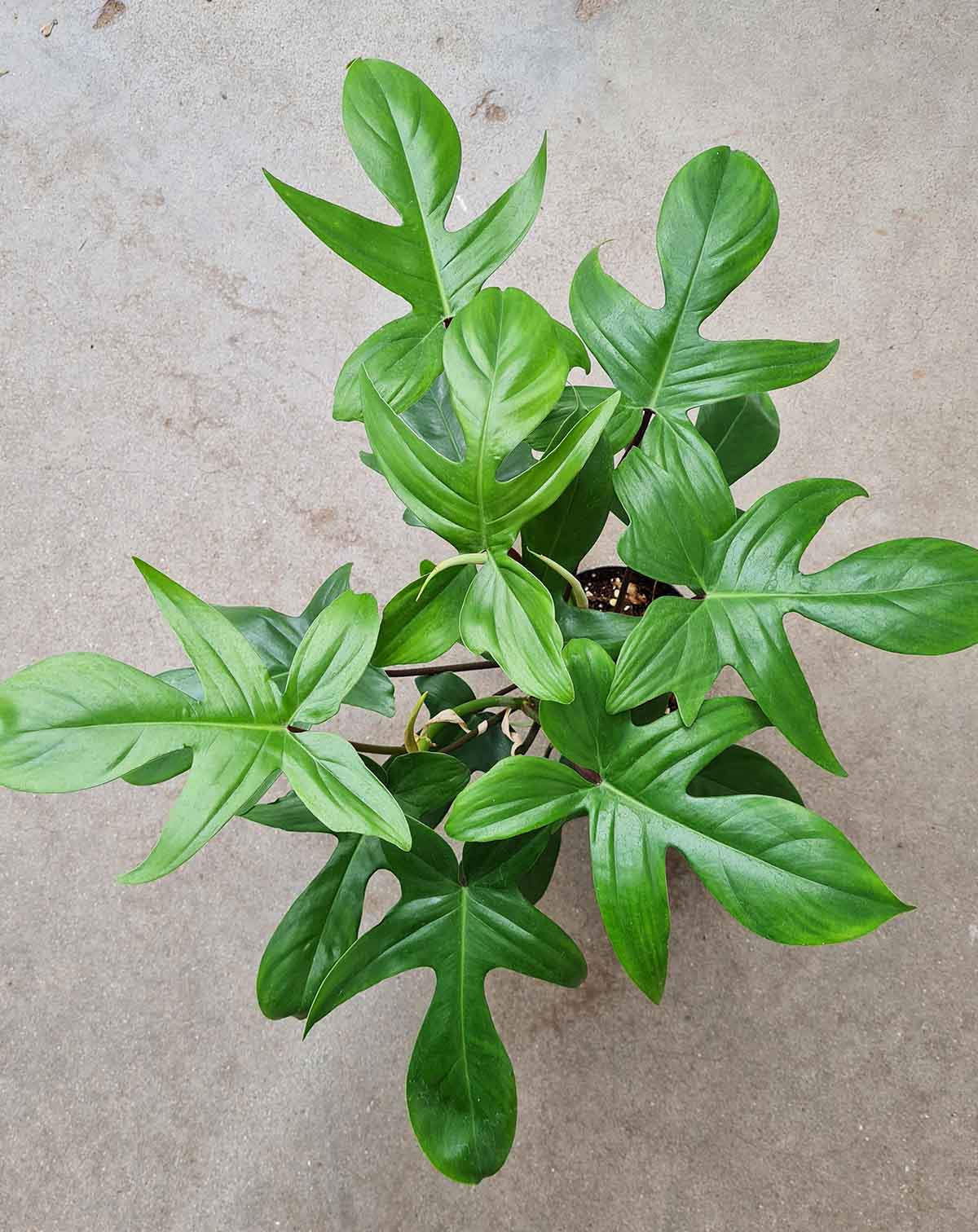 Philodendron 'Florida Green' (7495804879001)