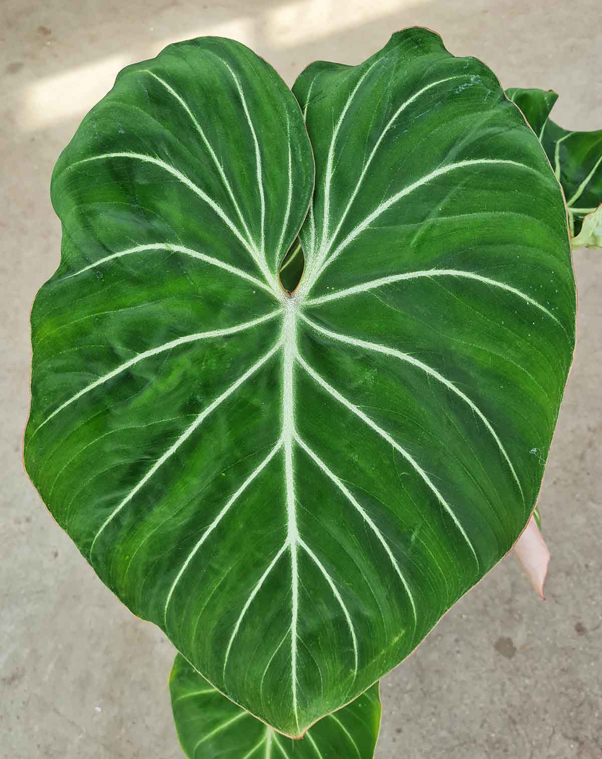 Philodendron gloriosum (7507803963545)