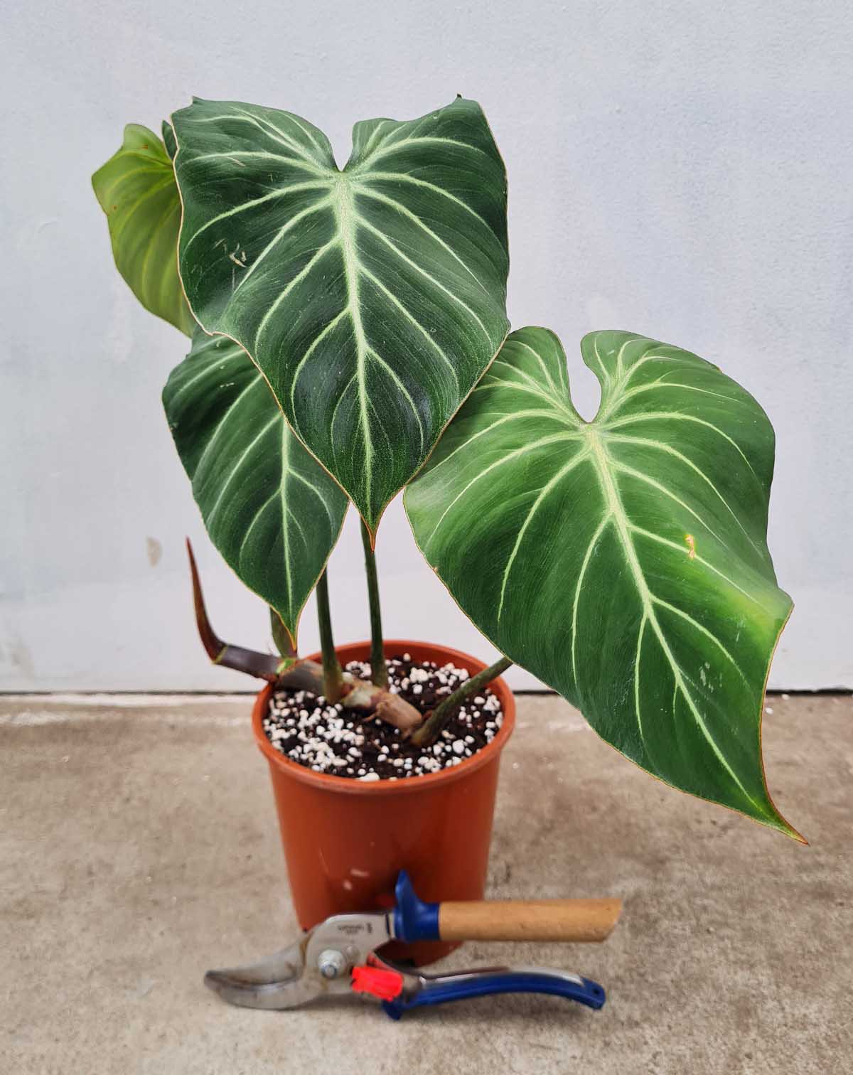 Philodendron gloriosum