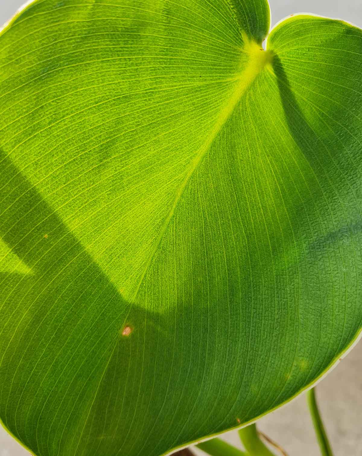 Philodendron rugosum (7381435449497)