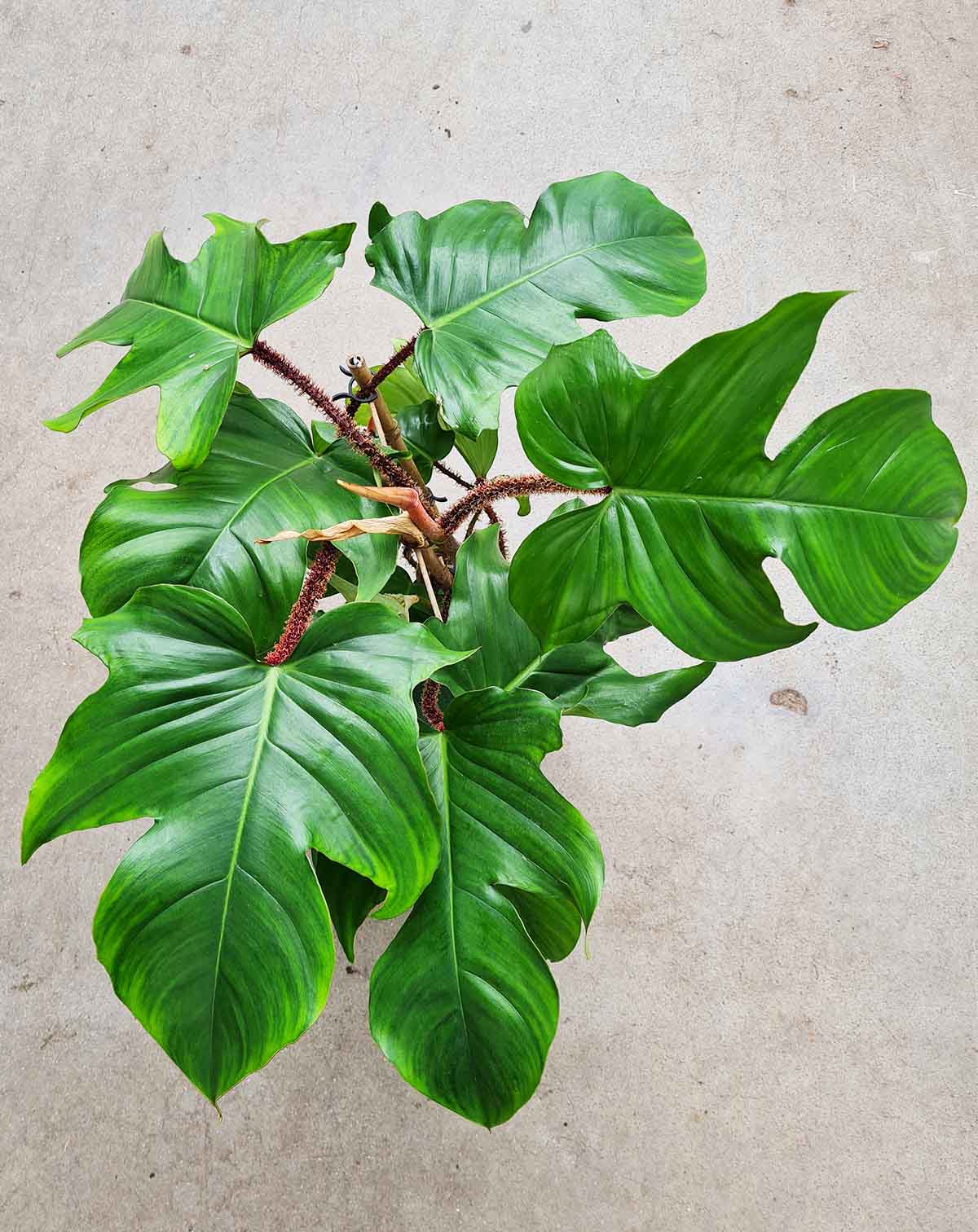 Philodendron squamiferum (7418798047385)