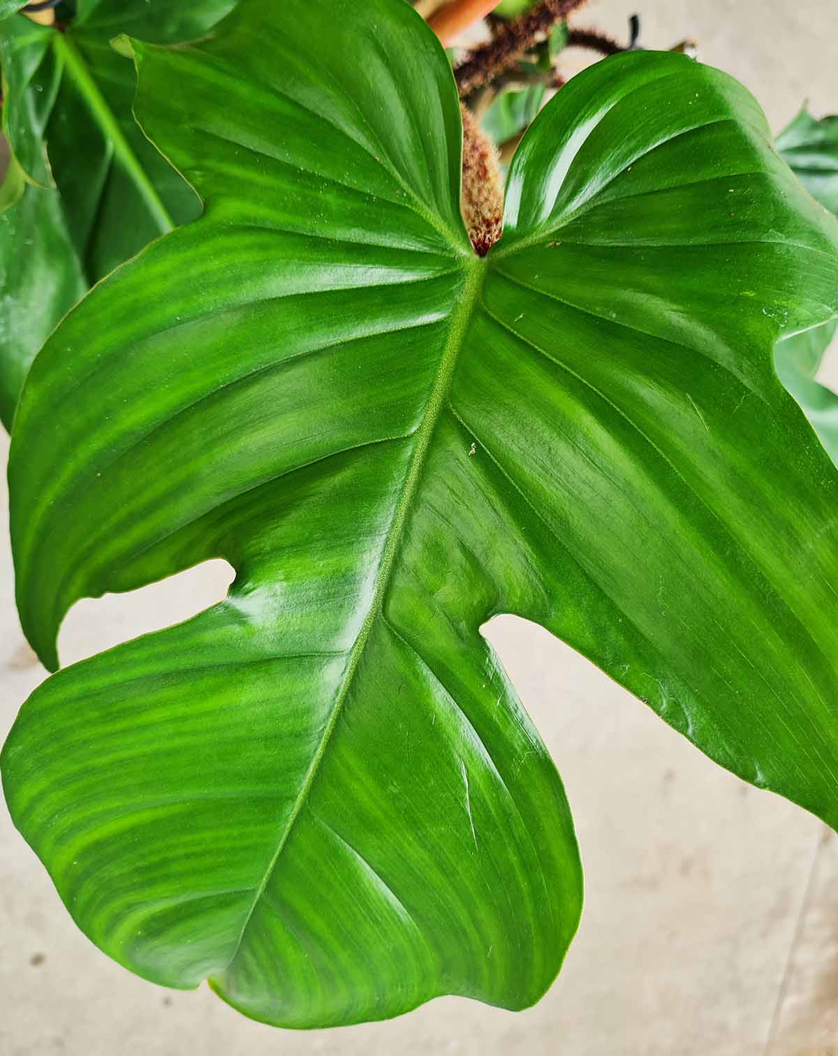 Philodendron squamiferum (7418798047385)