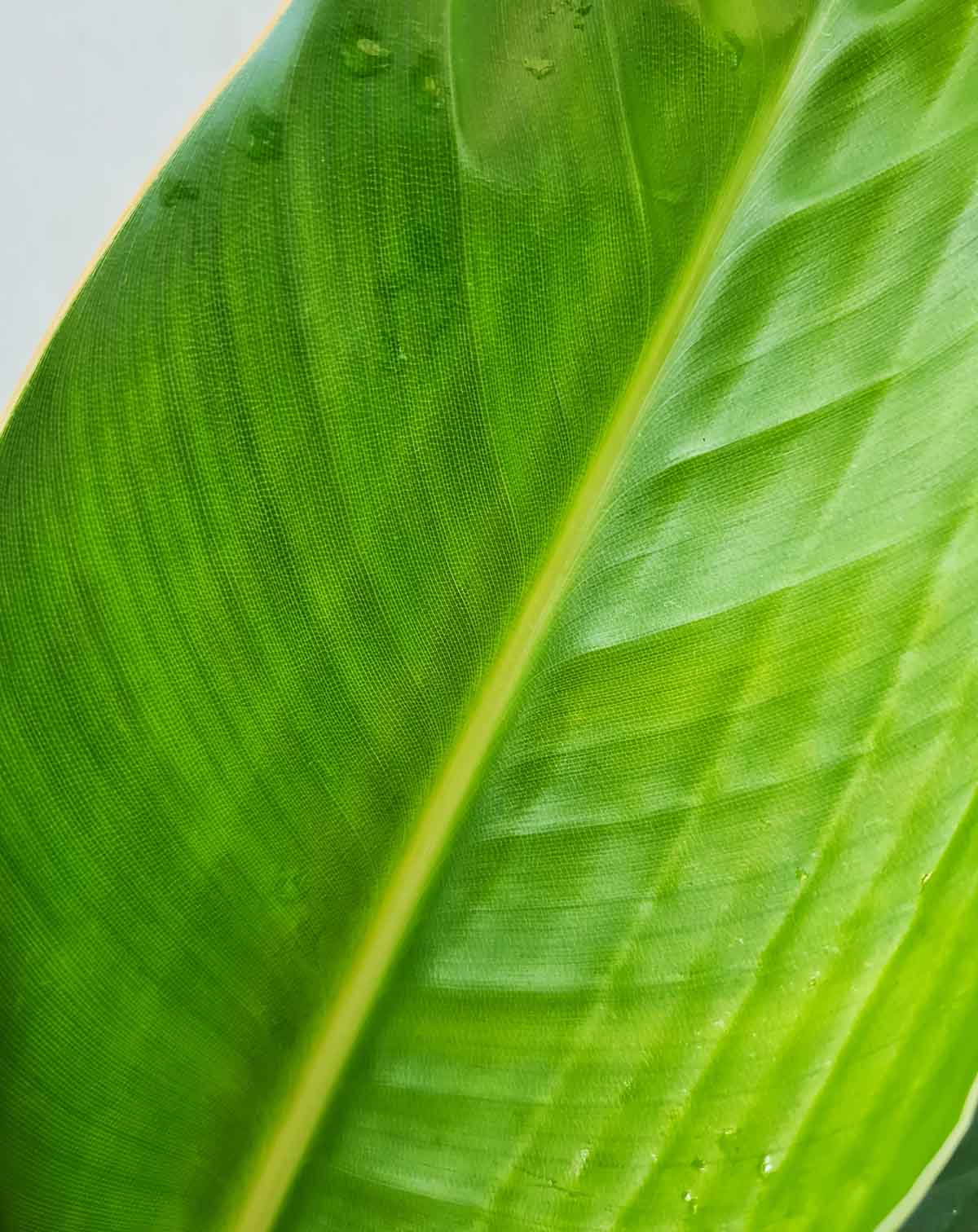 Oiseau du paradis (Strelitzia reginae) (7480041046169)