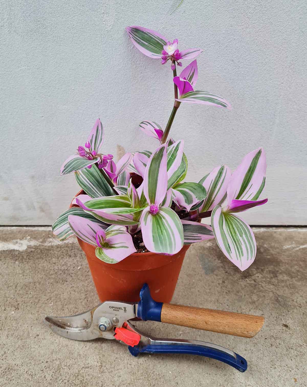 Tradescantia blossfeldiana 'Nanouk'