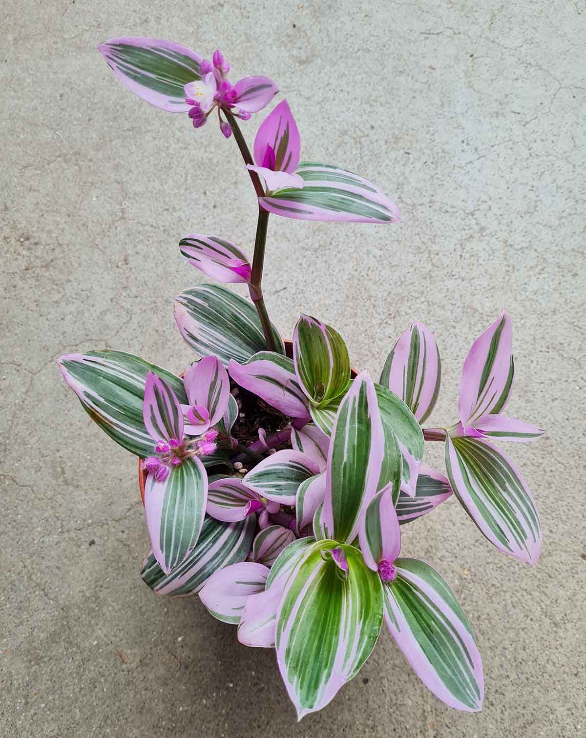 Tradescantia blossfeldiana 'Nanouk'