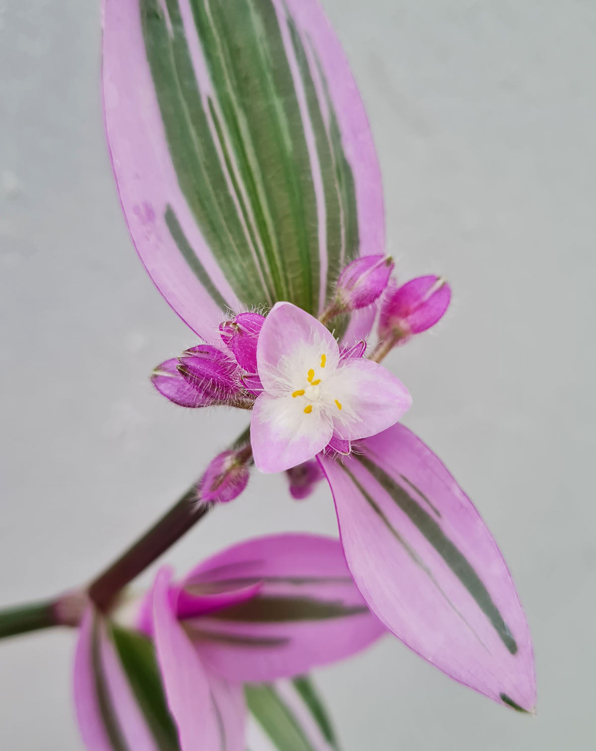 Tradescantia blossfeldiana 'Nanouk'