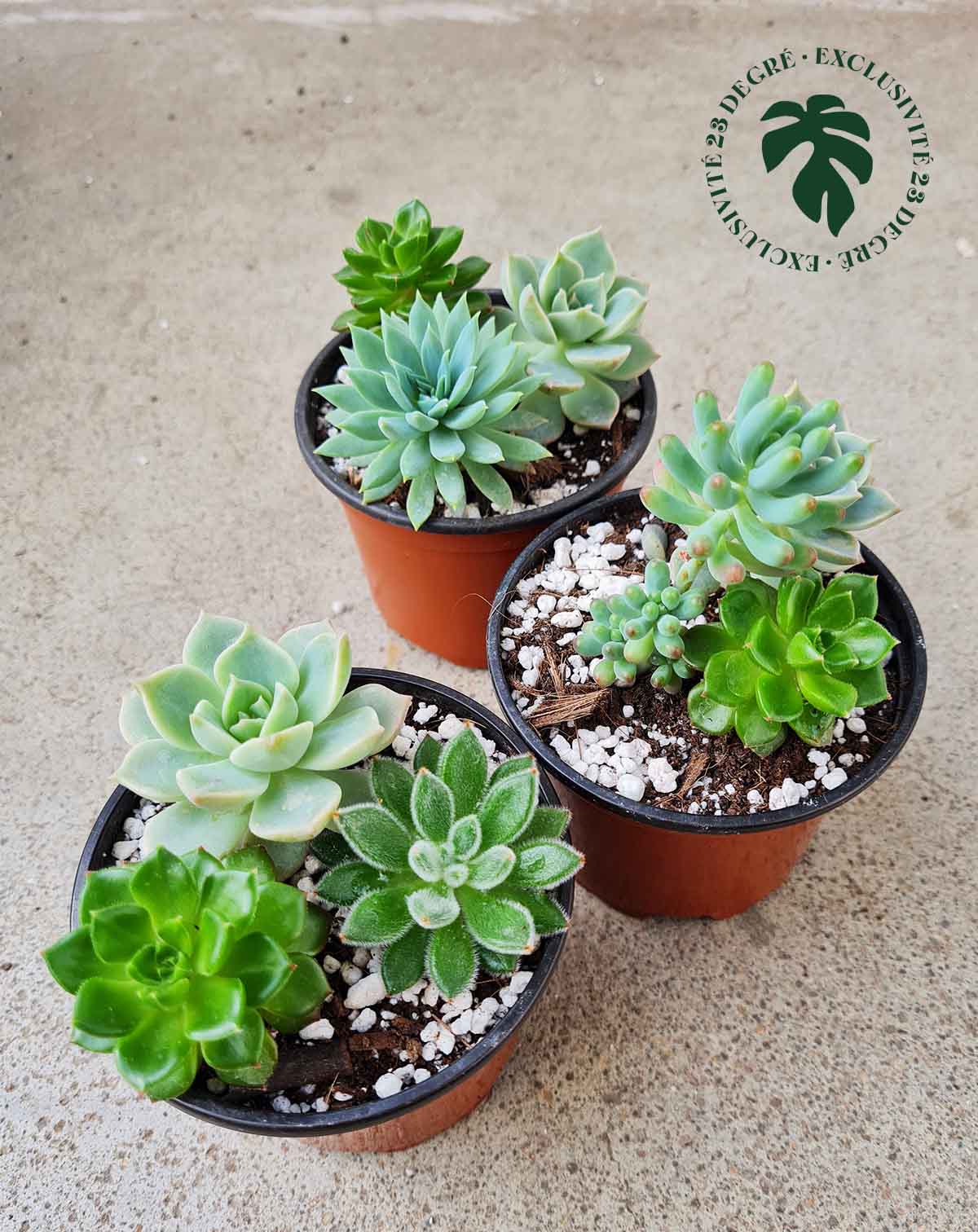 Trio de succulentes – 23DEGRE
