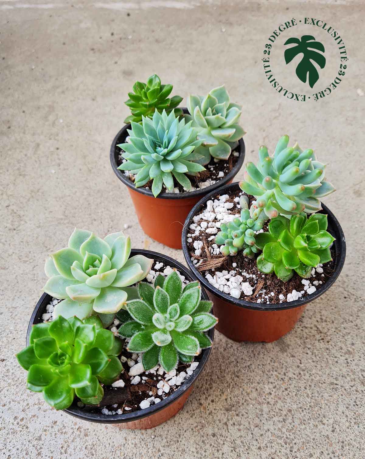 Trio de succulentes (7348515733657)