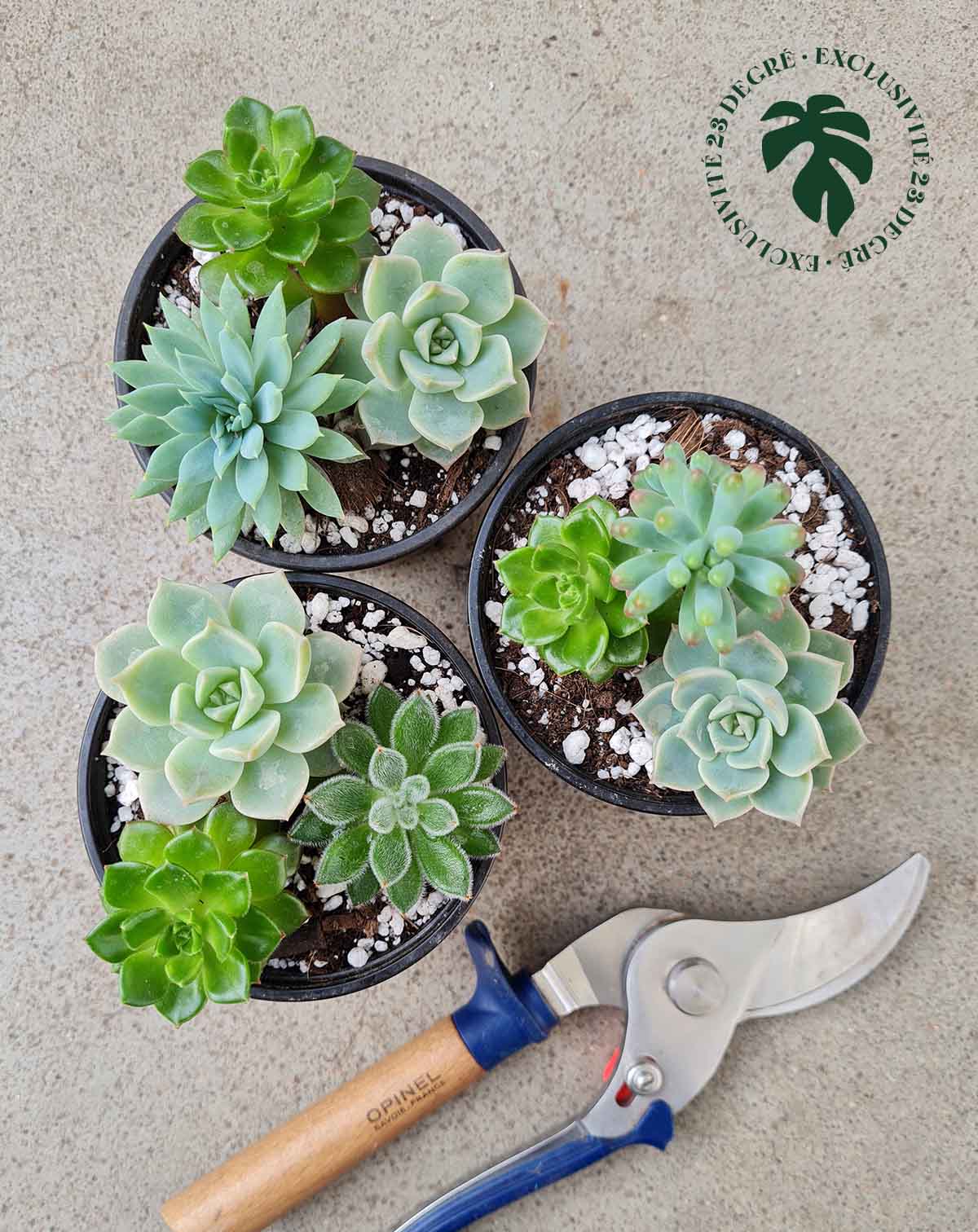 Trio de succulentes (7348515733657)